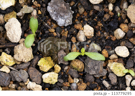 ソナレマツムシソウの発芽 113779295
