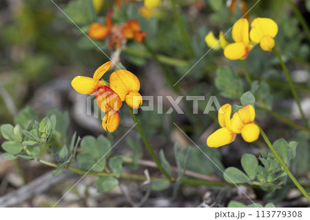 ニシキミヤコグサ 113779308