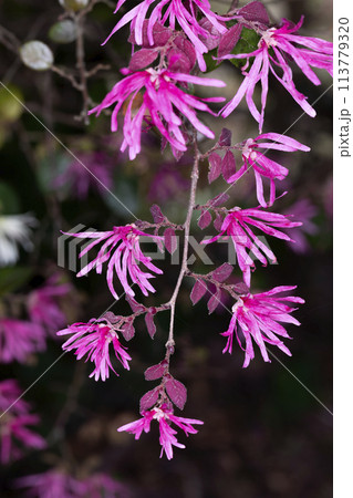 ベニバナトキワマンサク 113779320