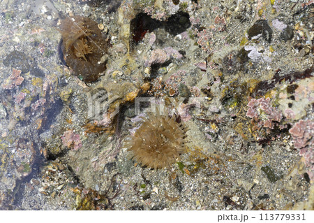 ミナミウメボシイソギンチャク ミナミウメボシイソギンチャク 113779331