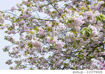 満開を迎えた八重桜の花 ヤエザクラ 満開を迎えた八重桜の花 ヤエザクラ 113779426