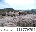 一面の桜が広がる開山公園 113779795