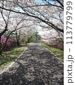 開山の桜の散歩道 113779799