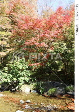 石鎚山系の紅葉 石鎚山系の紅葉 113779819