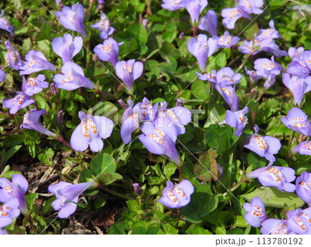 芝生に咲いた満開の「ムラサキサギゴケ」 113780192