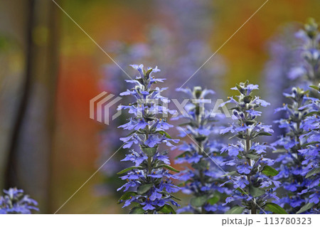 夕陽に染まるアジュガレプタンス ( fix撮影 ) 夕陽に染まるアジュガレプタンス ( fix撮影 ) 113780323