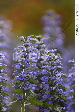 夕陽に染まるアジュガレプタンス　（ fix撮影 ） 113780328