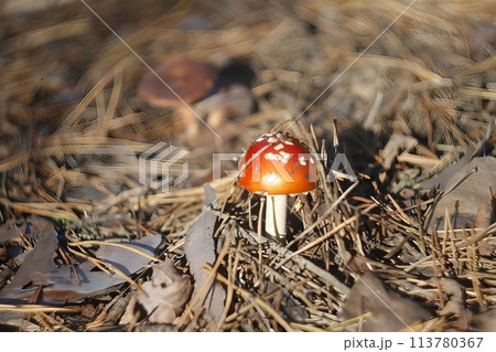 A small mushroom peeking coquettishly from under dry pine needles and foliage 113780367