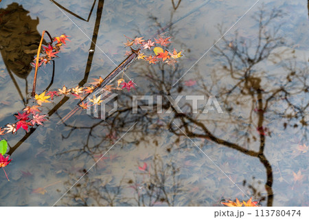 地元で愛される京都府立植物園の紅葉を撮影 113780474