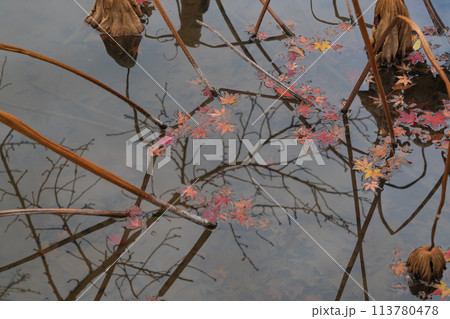 地元で愛される京都府立植物園の紅葉を撮影 113780478