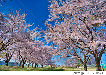 満開の桜の風景 満開の桜の風景 113780521