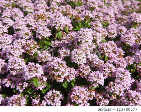 一面を覆う満開の「クリーピングタイム」 113780677