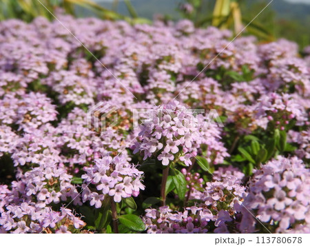 一面を覆う満開の「クリーピングタイム」 113780678
