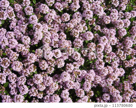 一面を覆う満開の「クリーピングタイム」 一面を覆う満開の「クリーピングタイム」 113780680