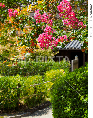 百日紅の花 113780682