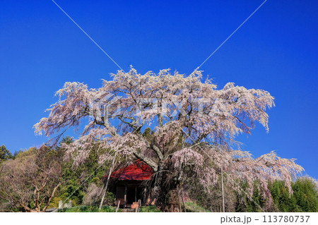上石の不動桜 上石の不動桜 113780737