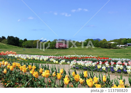 【香川県】春の国営讃岐まんのう公園（チューリップ畑） 113780820