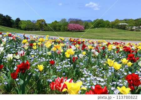 【香川県】春の国営讃岐まんのう公園(チューリップ畑) 【香川県】春の国営讃岐まんのう公園(チューリップ畑) 113780822