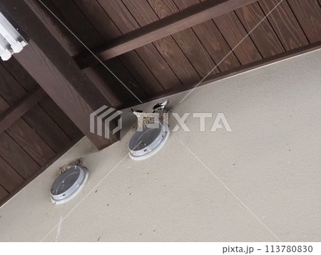 燕(つばめ)の巣作り　ツバメの巣　春の日本の風景 113780830