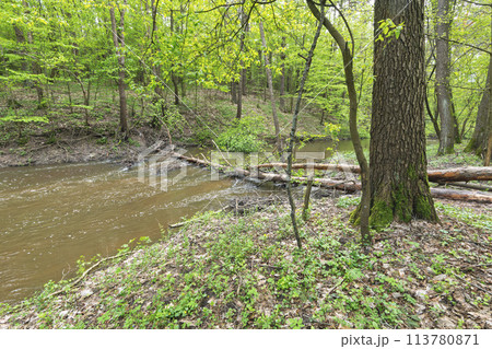 river in the forest river in the forest 113780871