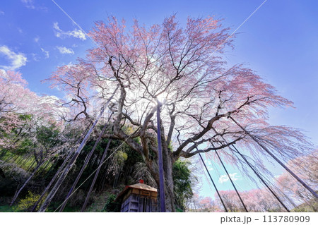 紅枝垂地蔵桜 紅枝垂地蔵桜 113780909