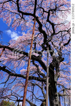 紅枝垂地蔵桜 紅枝垂地蔵桜 113780912