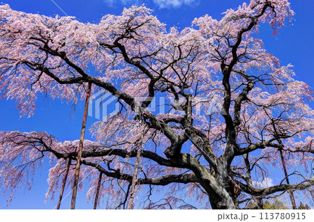 紅枝垂地蔵桜 113780915