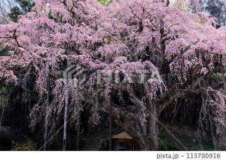 紅枝垂地蔵桜 113780916