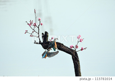 エサを咥えて紅梅の止まり木に向かうカワセミ。（合成） 113781014