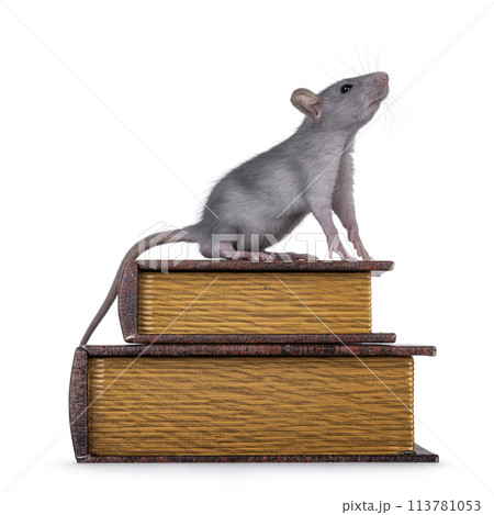 Rat with books on white background Rat with books on white background 113781053