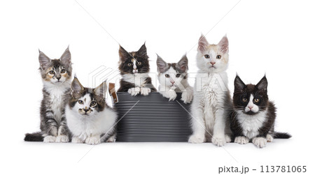 Maine Coon cat kittens on white Maine Coon cat kittens on white 113781065