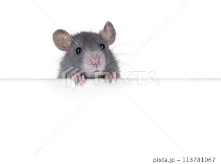 Gray rat on white background Gray rat on white background 113781067