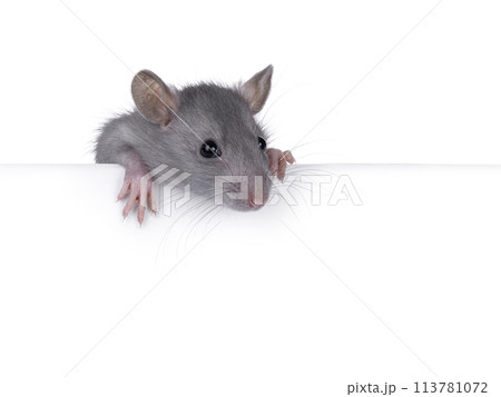 Gray rat on white background 113781072