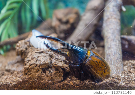 熱帯雨林に住むヘラクレスオオカブト 113781140