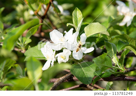 サンふじの花(リンゴの花) サンふじの花(リンゴの花) 113781249