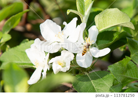 サンふじの花(リンゴの花) サンふじの花(リンゴの花) 113781250