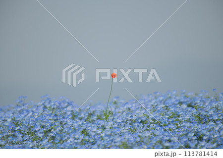 ネモフィラと1輪のポピー 113781414