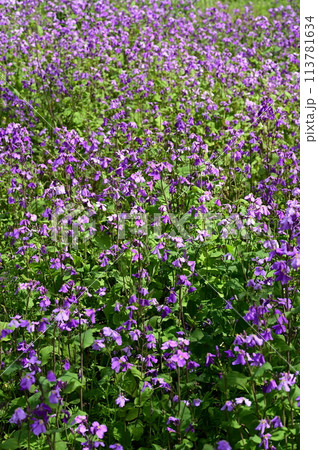 オオアラセイトウ（アブラナ科ムラサキハナ属）別名ショカツサイ 113781634