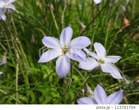 ハナニラ（ネギ亜科ハナニラ属に属する多年草） 113781704