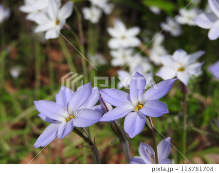 ハナニラ（ネギ亜科ハナニラ属に属する多年草） 113781708