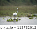 Great Egret in the River 113782012