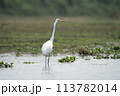 Great Egret in the River 113782014
