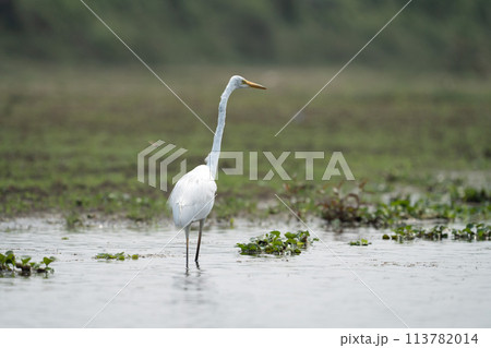 Great Egret in the River 113782014