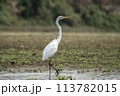 Great Egret in the River 113782015