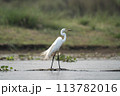 Great Egret in the River 113782016