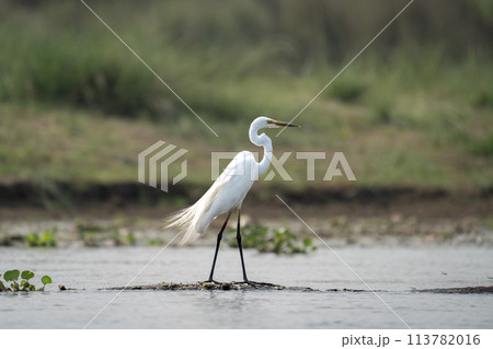 Great Egret in the River 113782016