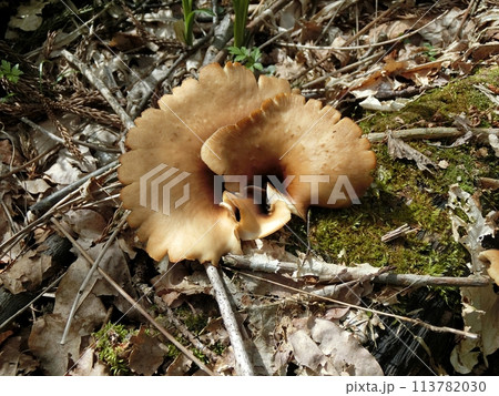 アシグロタケ（石田坂・4/18） 113782030