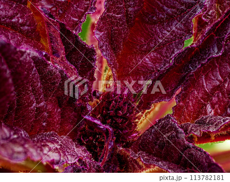 An image focusing on the detailed texture of dark red leaves. 113782181