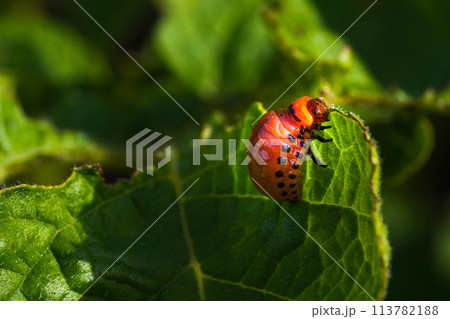 A red bug is sitting on a leaf. The bug is small and has black spots. The leaf is green and has a shadow on it. 113782188