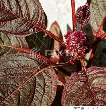 The stunning contrast between the vibrant red flower and the surrounding deep green foliage is captured. 113782192